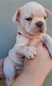 french-bulldog-8